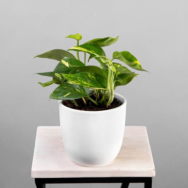 Эпипремнум Ауреум (D-12, H-10)