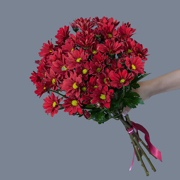 Монобукет из 5 кустовых терракотовых Хризантем