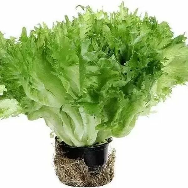 Салат Фриллис в горшочке