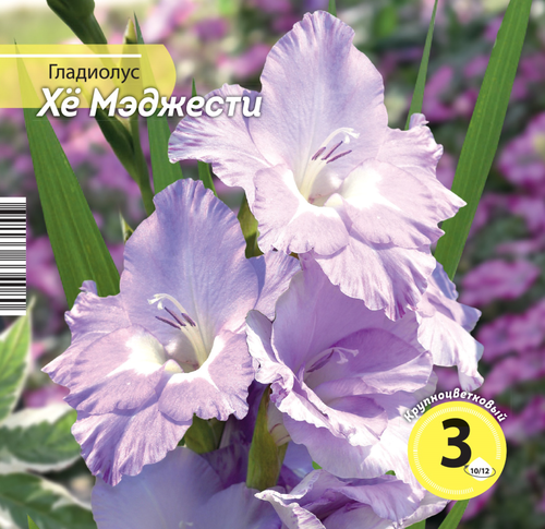 

Семена гладиолус хё майджести 10/12