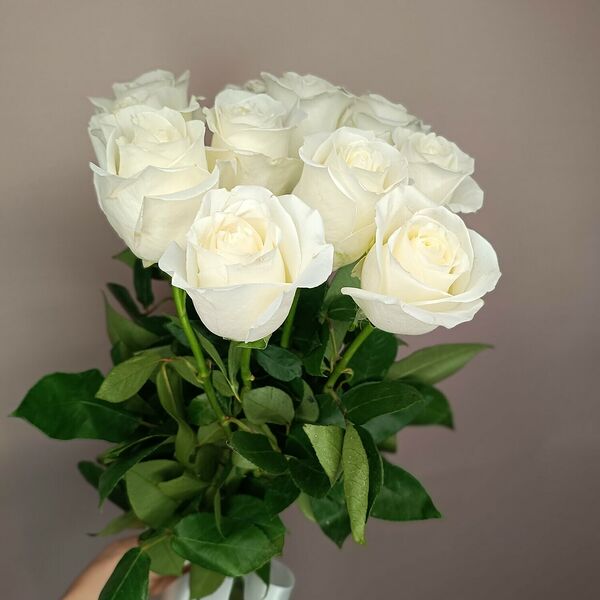 11 белых/кремовых роз с ленточкой