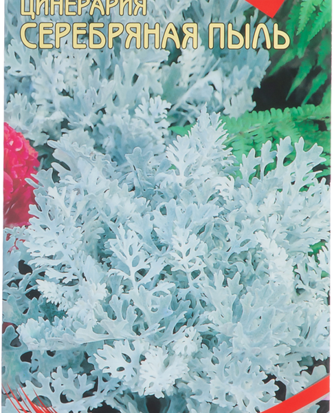 Семена HEM ZADEN Цинерария Серебряная пыль