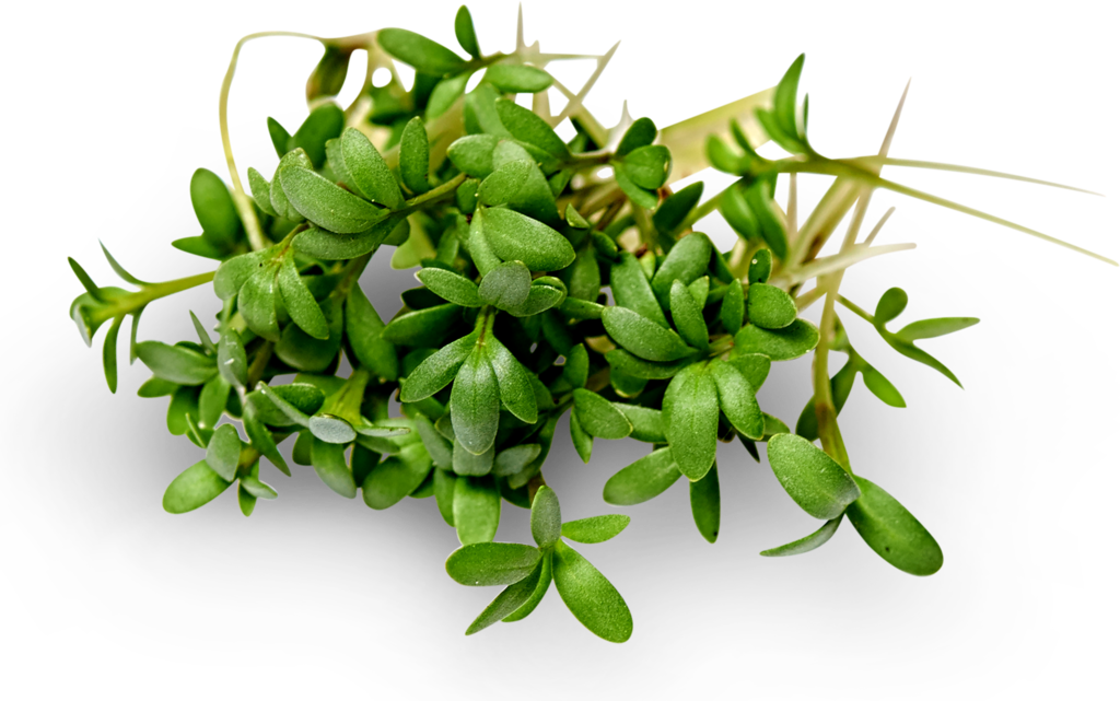 

Микрозелень Кинза, 20г