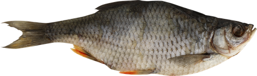 

Красноперка Океан вяленая, вес до 300 г