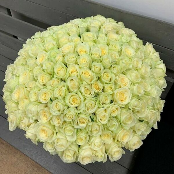 Букет из 151 белой розы