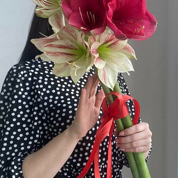 Амариллисы