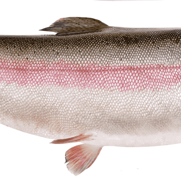 Форель Радужная замороженная ЛЕНТА FRESH неразделанная, весовая