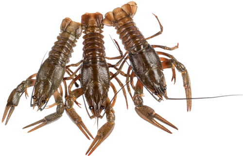 

Раки живые 10–30 шт/кг, весовые