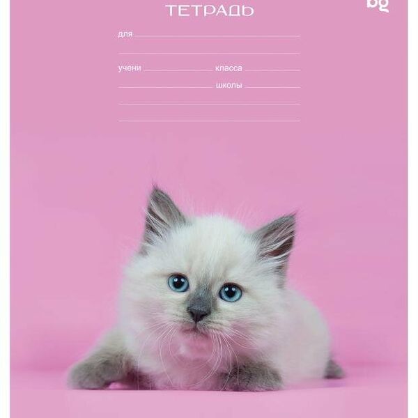 Тетрадь BG Котики линия А5, 18 л в ассортименте