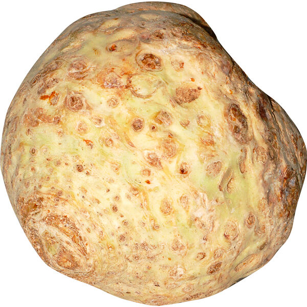 Сельдерей корень