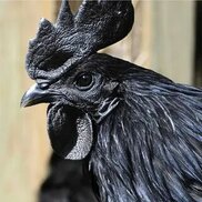 ru.pinterest.com sitesinden görsel