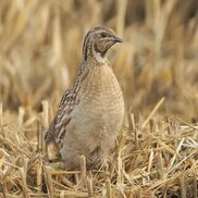 birdfact.com sitesinden görsel