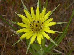 id.pinterest.com sitesinden görsel