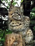 tr.pinterest.com sitesinden görsel