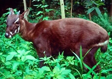 animal-library.fandom.com sitesinden görsel