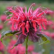 Изображение с сайта ozon.ru