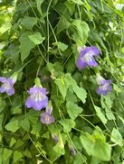 xeraplants.com sitesinden görsel