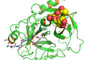 Prostate-specific antigen