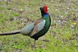 pinterest.com sitesinden görsel