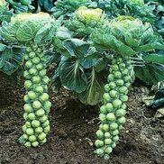 intfarming.com sitesinden görsel