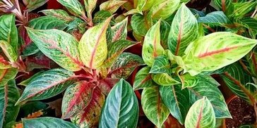 hobbyplants.com sitesinden görsel