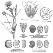 biocyclopedia.com sitesinden görsel