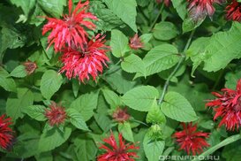 Изображение с сайта ivbb.ru