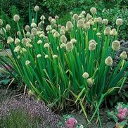 plantica.cz sitesinden görsel