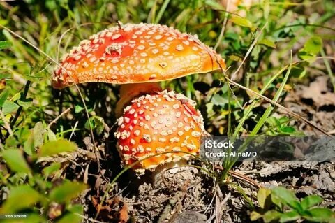 istockphoto.com sitesinden görsel