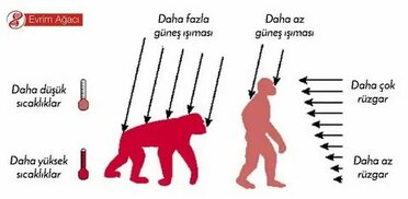 evrimagaci.org sitesinden görsel