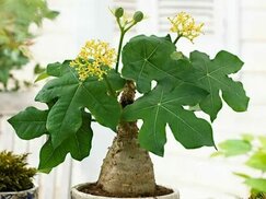 tr.pinterest.com sitesinden görsel
