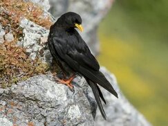 ebird.org sitesinden görsel