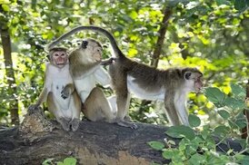 sciencephoto.com sitesinden görsel