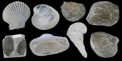 digitalatlasofancientlife.org sitesinden görsel