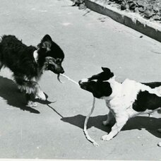 Ветерок и Уголёк