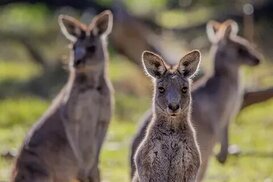istockphoto.com sitesinden görsel