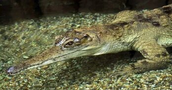 a-z-animals.com sitesinden görsel