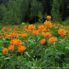 Купальница азиатская