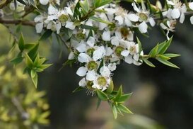 botanic.cam.ac.uk sitesinden görsel