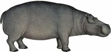 wikidata.org sitesinden görsel