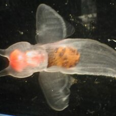 Морской ангел