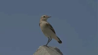 ornito.org sitesinden görsel