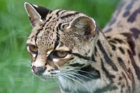 za.pinterest.com sitesinden görsel