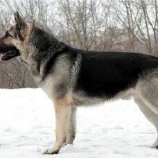 Восточноевропейская овчарка