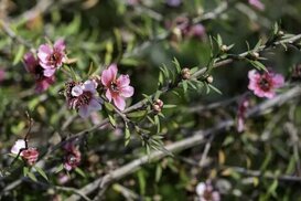 bonsai-bci.com sitesinden görsel