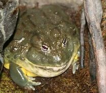 pinterest.com sitesinden görsel