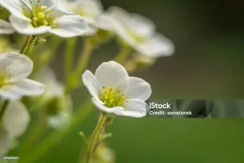 istockphoto.com sitesinden görsel