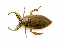 joelsartore.com sitesinden görsel