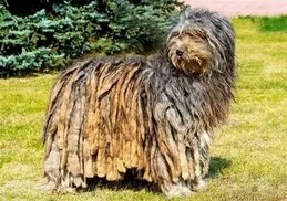 tr.modern-petfurniture.com sitesinden görsel