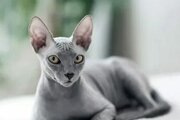 Sphynx kedisi